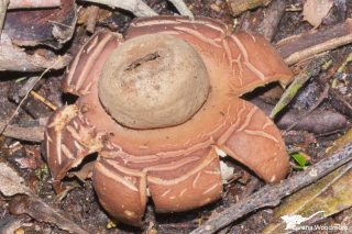 Geastrum sp