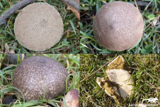 Lycoperdon umbrinum