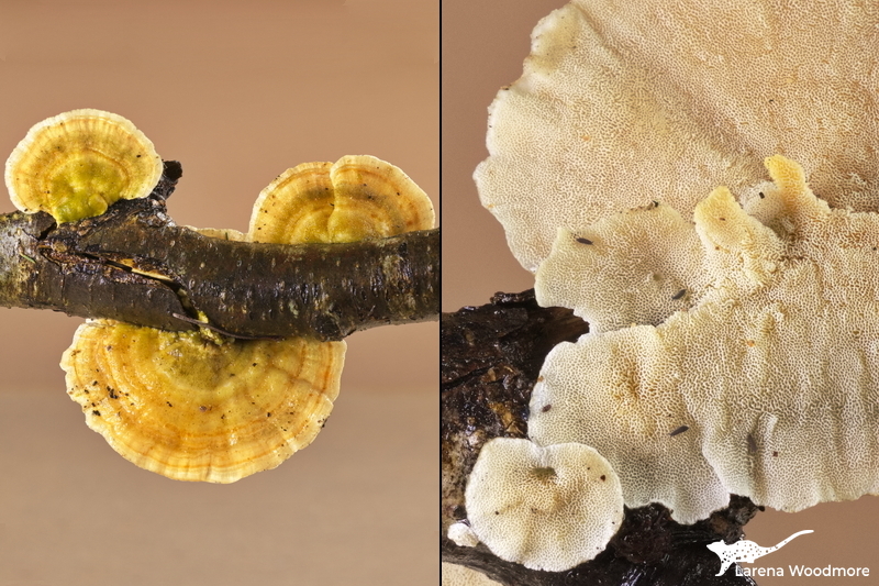 Trametes versicolor