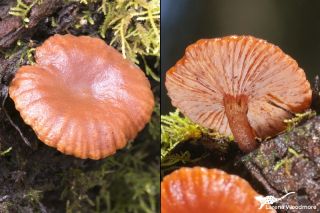 Lactarius eucalypti