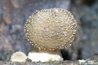 Fungus