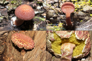 Boletellus emodensis