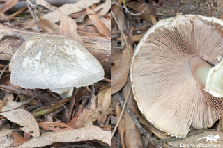 Agaricus sp