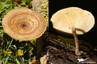 Lentinus arcularius