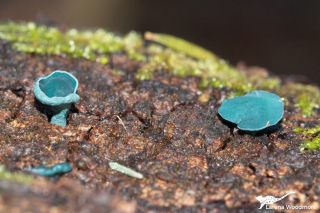 Chlorociboria aeruginascens