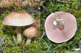 Agaricus sp