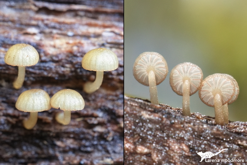 Mycena sp