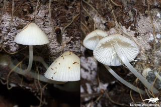 Mycena sp