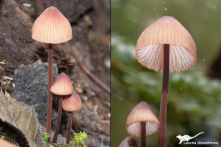 Mycena kuurkacea