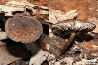 Pluteus atromarginatus