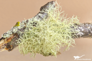 Usnea cornuta