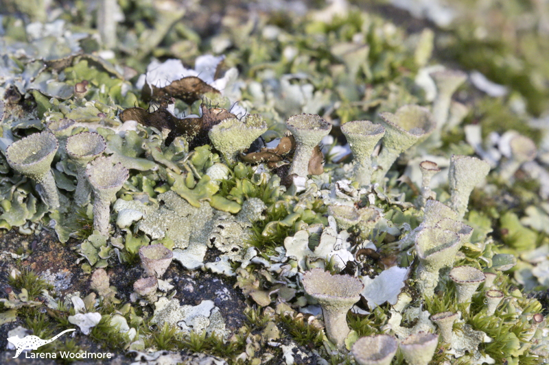 Cladonia chlorophaea