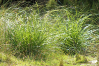 Grasses, Rushes and Sedges