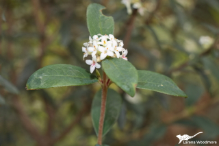 Pimelea drupacea