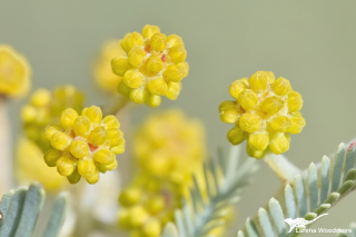 Acacia dealbata