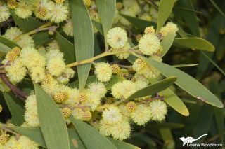 Acacia melanoxylon